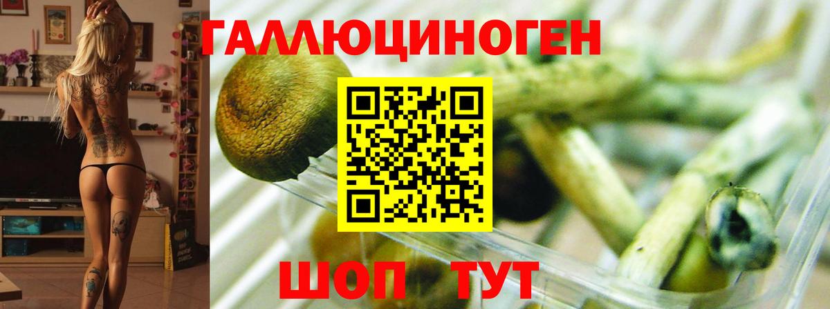 Галлюциногенные грибы Psilocybe  Вход с VPN  Лосино-Петровский  Псилоцибиновые грибы Psilocybine cubensis 